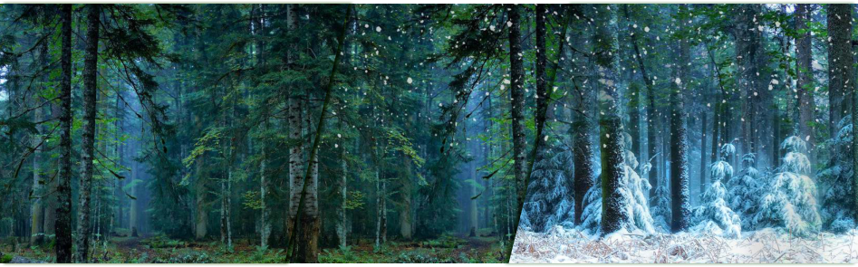 every season Siberian larch is green